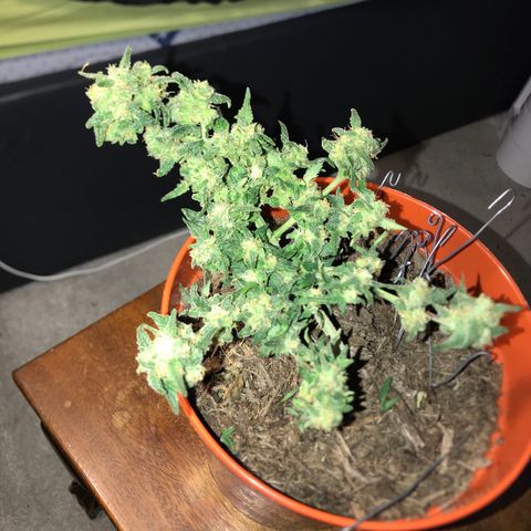 Forbidden runtz growlog timeline photo