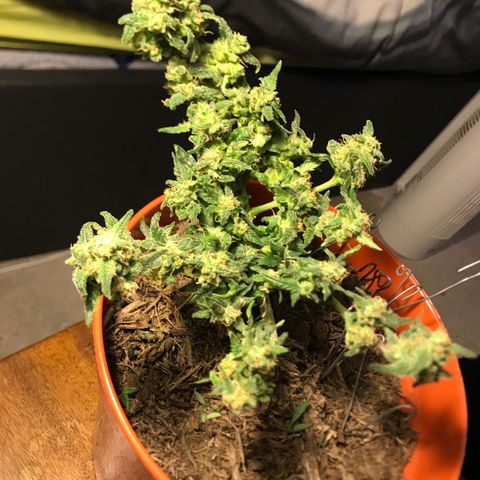 Forbidden runtz growlog timeline photo