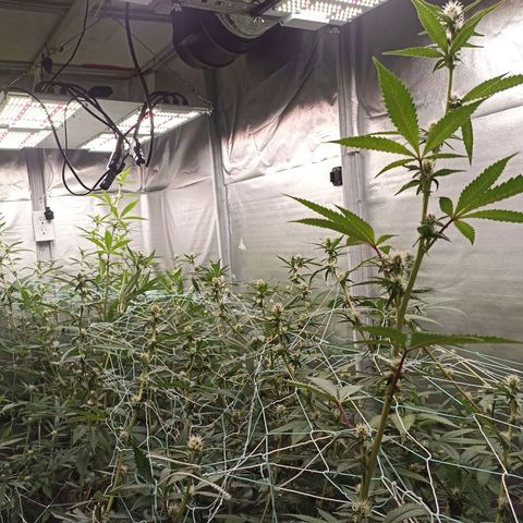 Meringue #1 growlog timeline photo