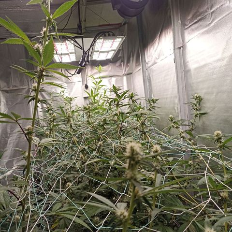 Meringue #1 growlog timeline photo