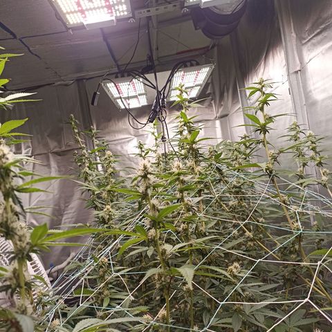 Meringue #1 growlog timeline photo