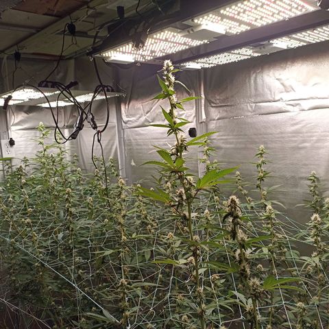 Meringue #1 growlog timeline photo
