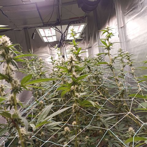 Meringue #1 growlog timeline photo
