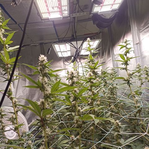 Meringue #1 growlog timeline photo