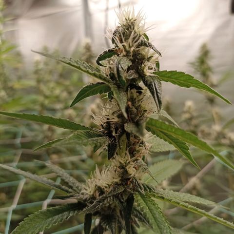 Meringue #1 growlog photo: Salieron Hojas moradas 