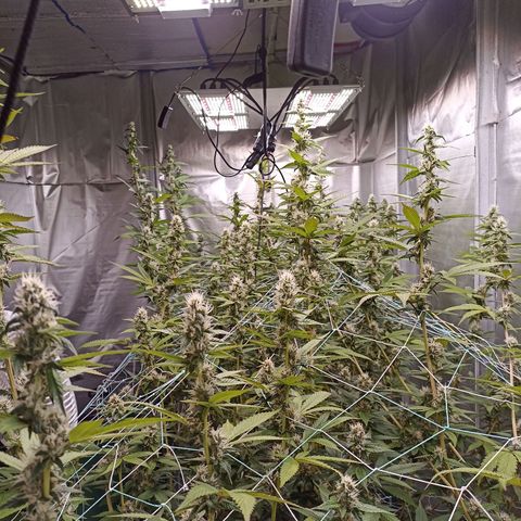 Meringue #1 growlog photo: Salieron Hojas moradas 