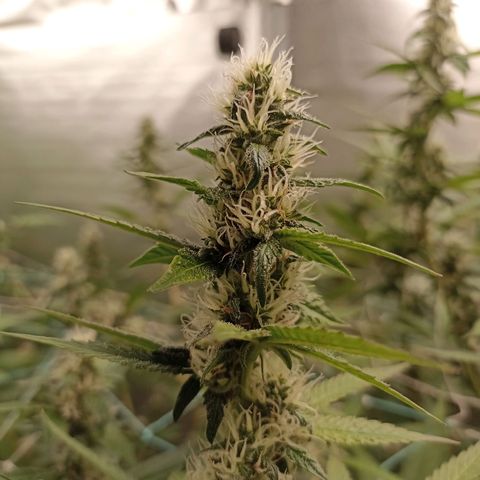 Meringue #1 growlog photo: Salieron Hojas moradas 