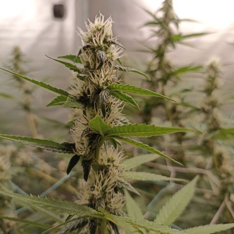 Meringue #1 growlog timeline photo