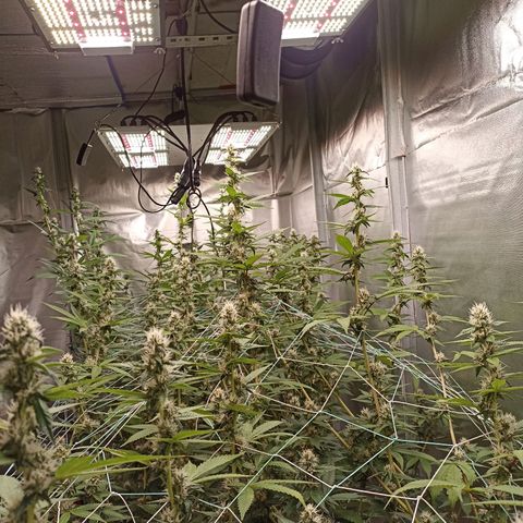 Meringue #1 growlog timeline photo