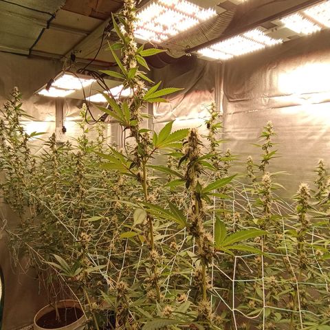 Meringue #1 growlog timeline photo