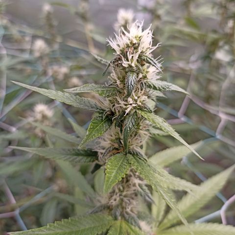 Meringue #1 growlog timeline photo