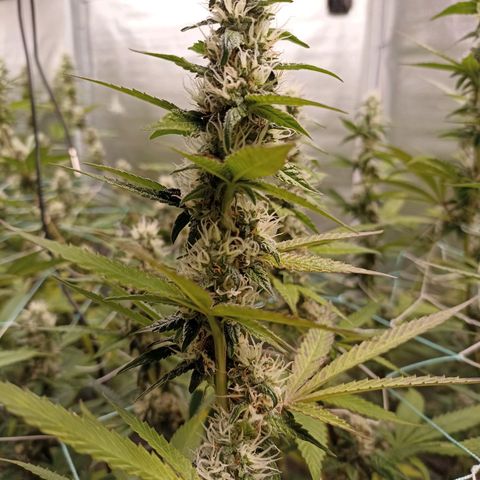 Meringue #1 growlog timeline photo