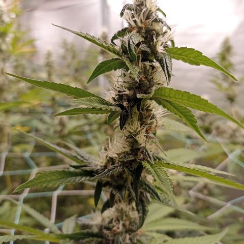 Meringue #1 growlog timeline photo