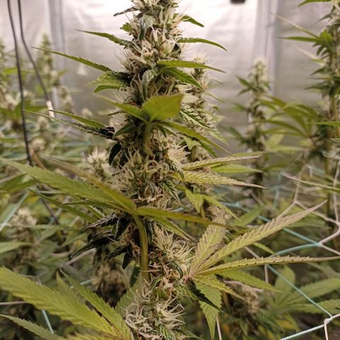 Meringue #1 growlog timeline photo