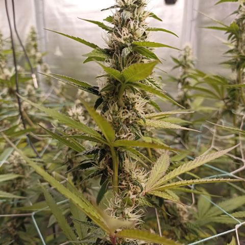 Meringue #1 growlog timeline photo