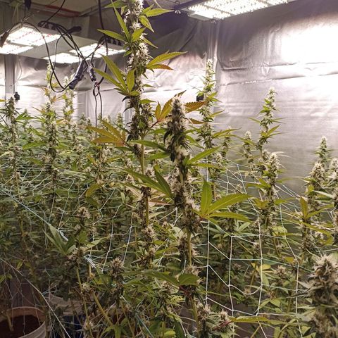 Meringue #1 growlog timeline photo