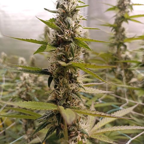 Meringue #1 growlog timeline photo