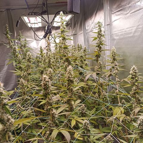 Meringue #1 growlog timeline photo