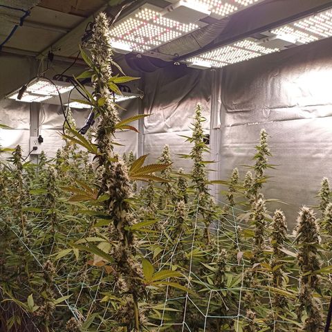 Meringue #1 growlog timeline photo