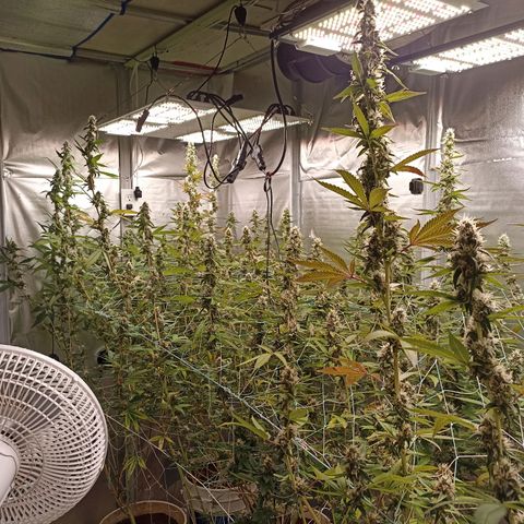 Meringue #1 growlog timeline photo