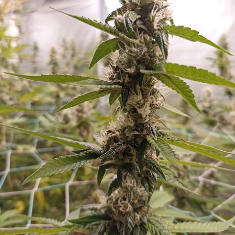 Meringue #1 growlog timeline photo