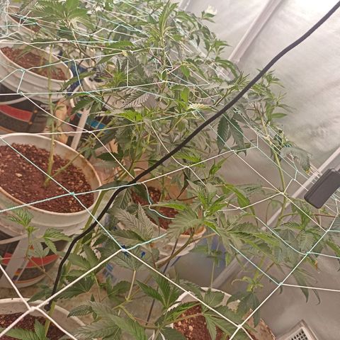 Meringue #1 growlog timeline photo