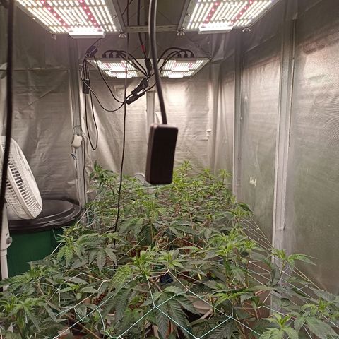 Meringue #1 growlog timeline photo