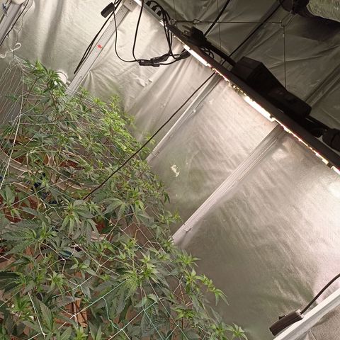 Meringue #1 growlog timeline photo