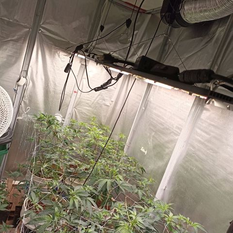 Meringue #1 growlog timeline photo
