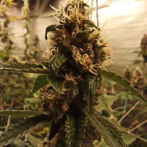 Meringue #1 growlog timeline photo