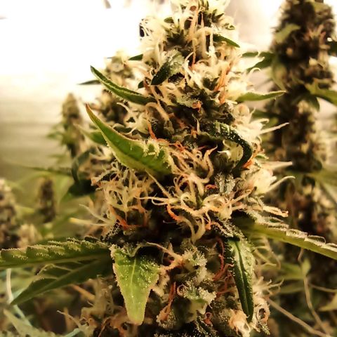 Meringue #1 growlog timeline photo