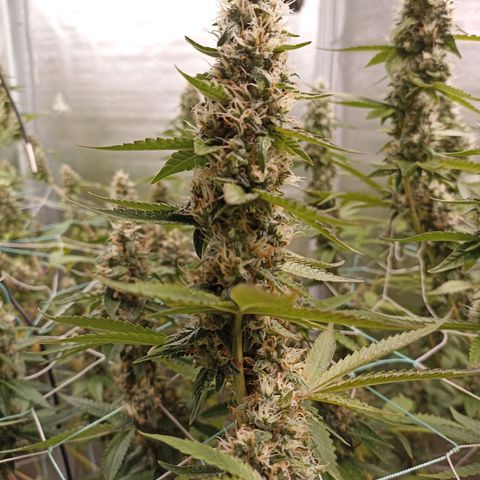 Meringue #1 growlog timeline photo