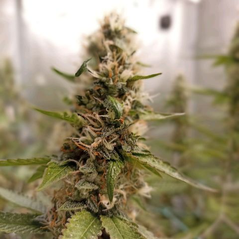 Meringue #1 growlog timeline photo