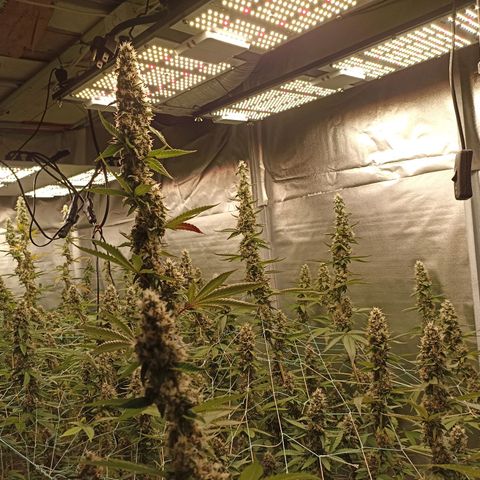 Meringue #1 growlog timeline photo
