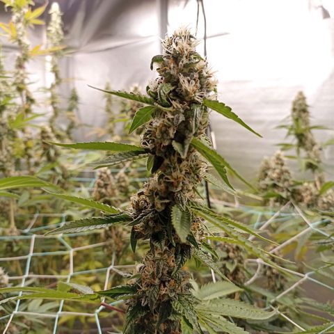 Meringue #1 growlog timeline photo
