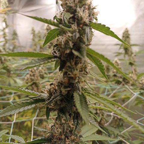 Meringue #1 growlog timeline photo