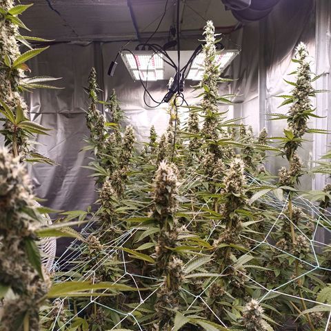 Meringue #1 growlog timeline photo