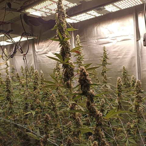 Meringue #1 growlog timeline photo