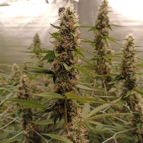 Meringue #1 growlog timeline photo