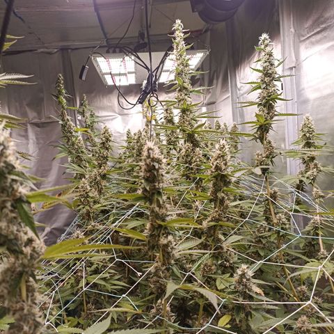 Meringue #1 growlog timeline photo
