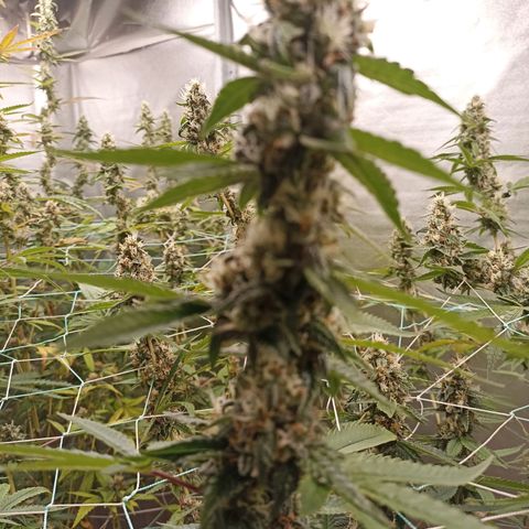 Meringue #1 growlog timeline photo
