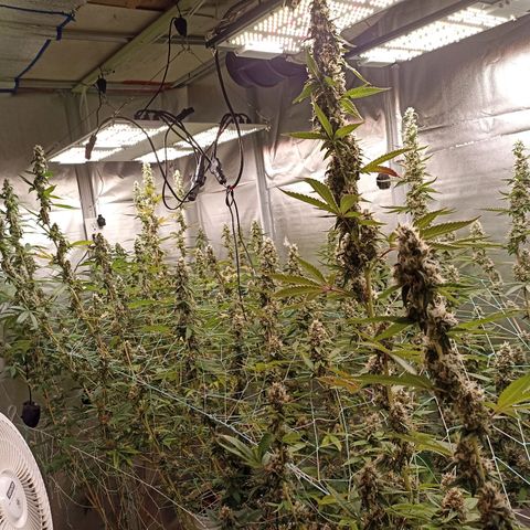 Meringue #1 growlog timeline photo