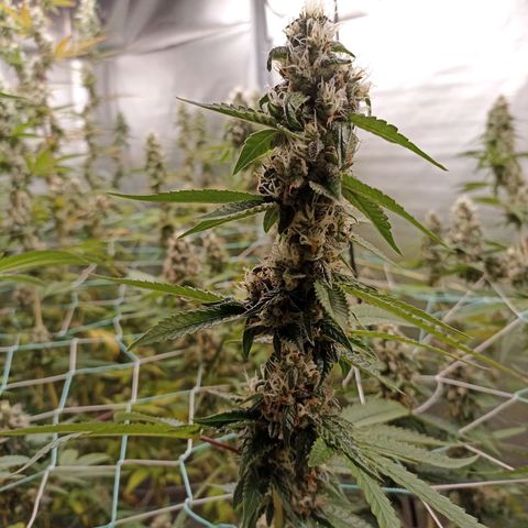 Meringue #1 growlog timeline photo