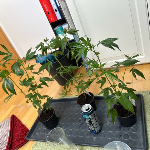White Russian growlog timeline photo