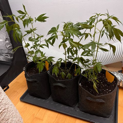 White Russian growlog timeline photo