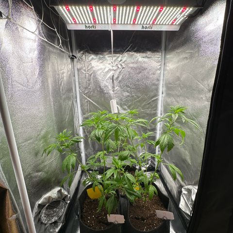 White Russian growlog timeline photo
