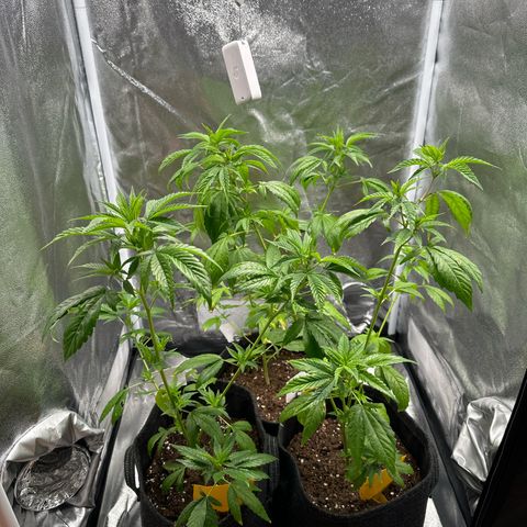 White Russian growlog timeline photo