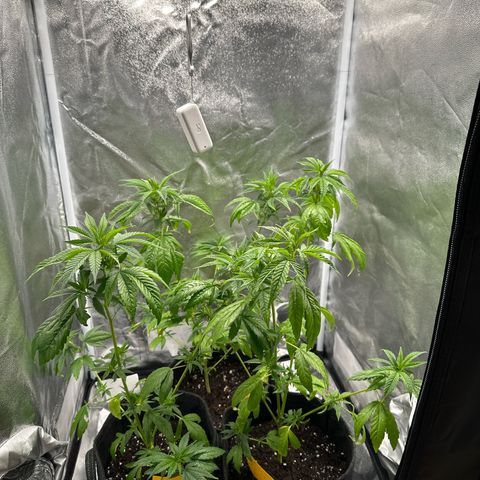 White Russian growlog timeline photo