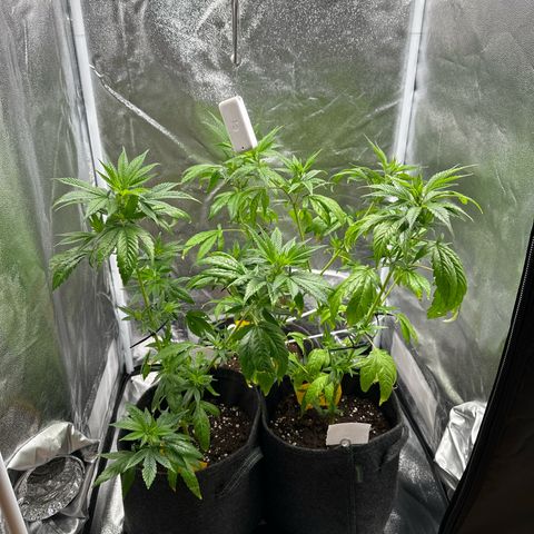 White Russian growlog photo: Umstellung für ein besseres Pflanzen Bild und damit keine mehr die Zellwände berühren.