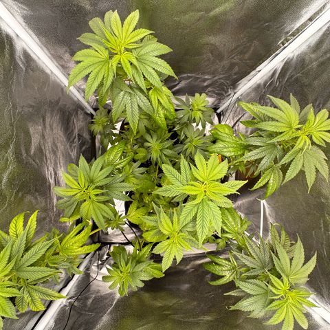White Russian growlog timeline photo